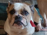 Chienne Bouledogue Français à vendre