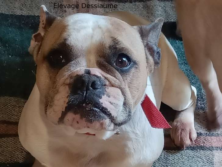 Chienne Bouledogue Français à vendre
