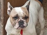 Chienne Bouledogue Français à vendre