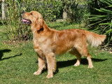 Chiots Golden Retriever aux très grandes origines à vendre