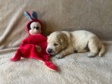 Chiots Golden Retriever aux très grandes origines à vendre
