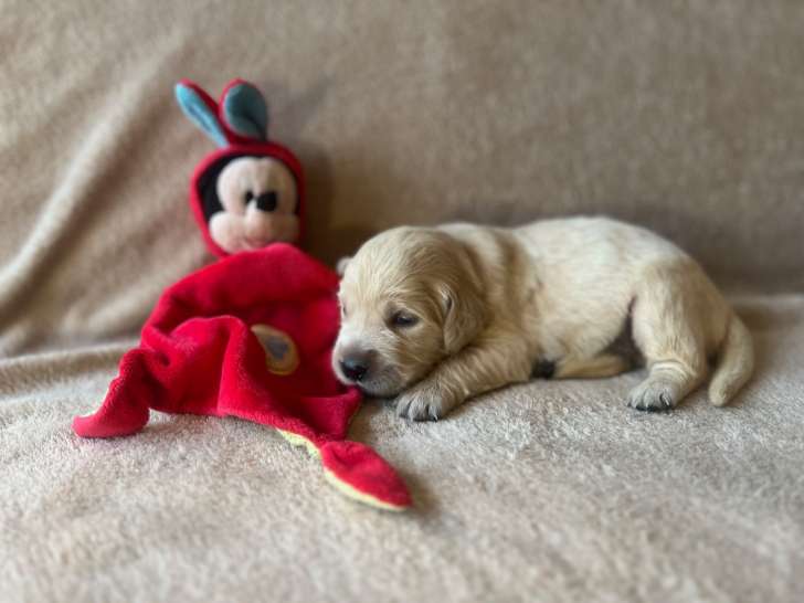 Chiots Golden Retriever aux très grandes origines à vendre
