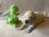 Chiots Golden Retriever aux très grandes origines à vendre