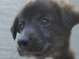 Chiots de race Berger d'Auvergne à vendre (1 femelle & 1 mâle)