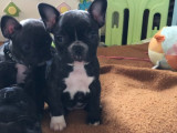 Chiots Bouledogue Français à vendre