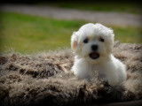 Chiots Bichon Maltais nains à vendre