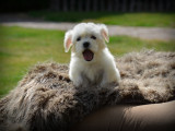 Chiots Bichon Maltais nains à vendre