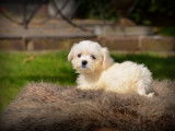 Chiots Bichon Maltais nains à vendre