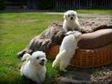 Chiots Bichon Maltais nains à vendre
