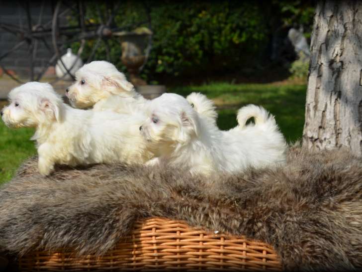 Chiots Bichon Maltais nains à vendre
