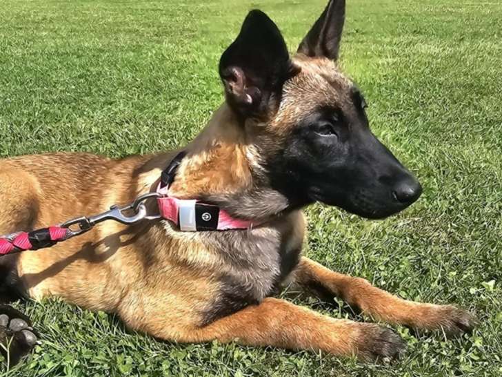 En attente d'un foyer, chiot femelle Berger Malinois