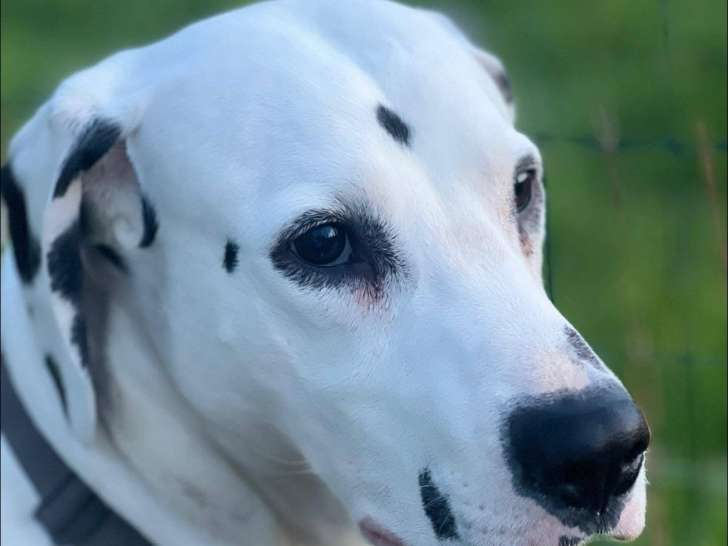 En quête d’un foyer, chien Dalmatien blanche avec marque noire