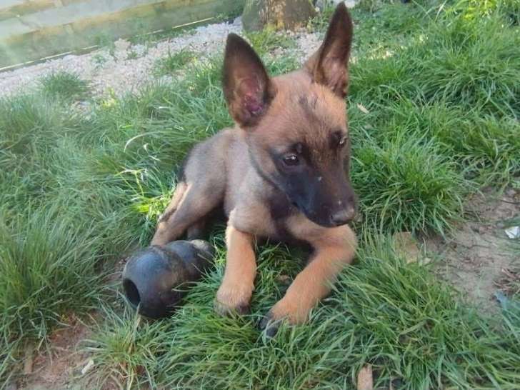 Adoption disponible : chiot femelle Berger Malinois de 4 mois