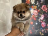 2 magnifique chiots de Loulou Poméranie à vendre