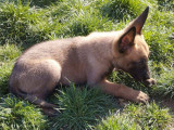 À la recherche d'une famille, chiot femelle Berger Malinois de 4 mois