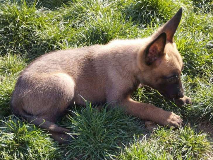 À la recherche d'une famille, chiot femelle Berger Malinois de 4 mois