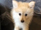 Femelle Pomsky F3 sable et blanc à vendre