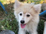 Femelle Pomsky F3 sable et blanc à vendre