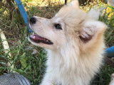 Femelle Pomsky F3 sable et blanc à vendre