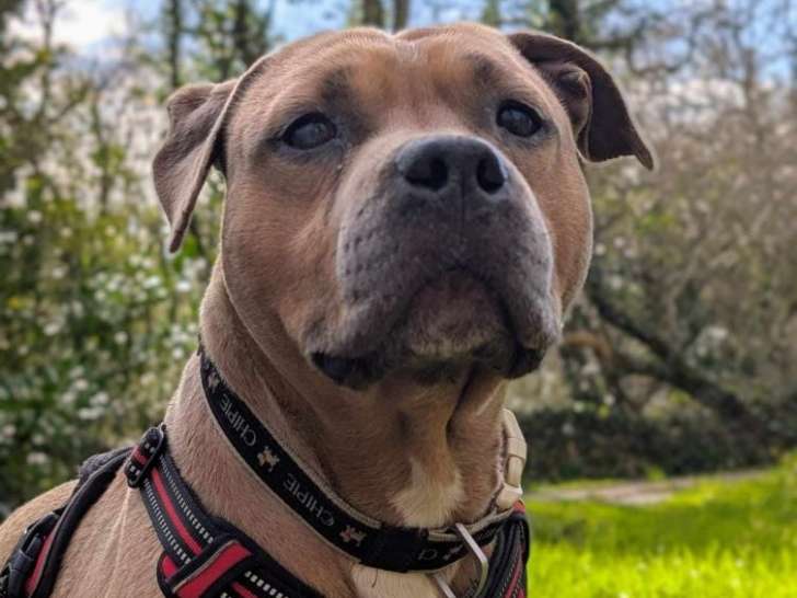 Ikos, adorable Staff à l'adoption