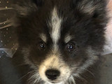Chiot mâle Pomsky F3 à vendre