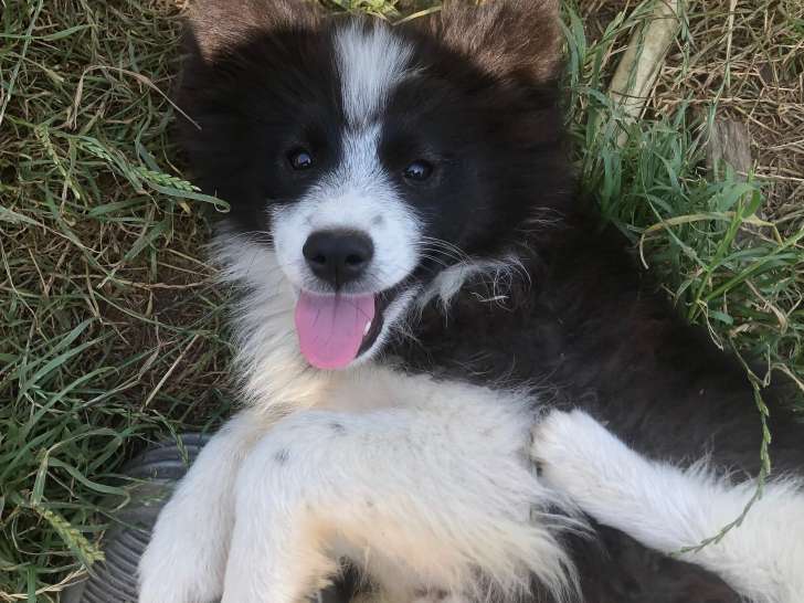 Chiot mâle Pomsky F3 à vendre