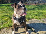 Lecko, adorable Staff à adopter