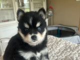 Magnifiques chiots femelles Pomsky à vendre