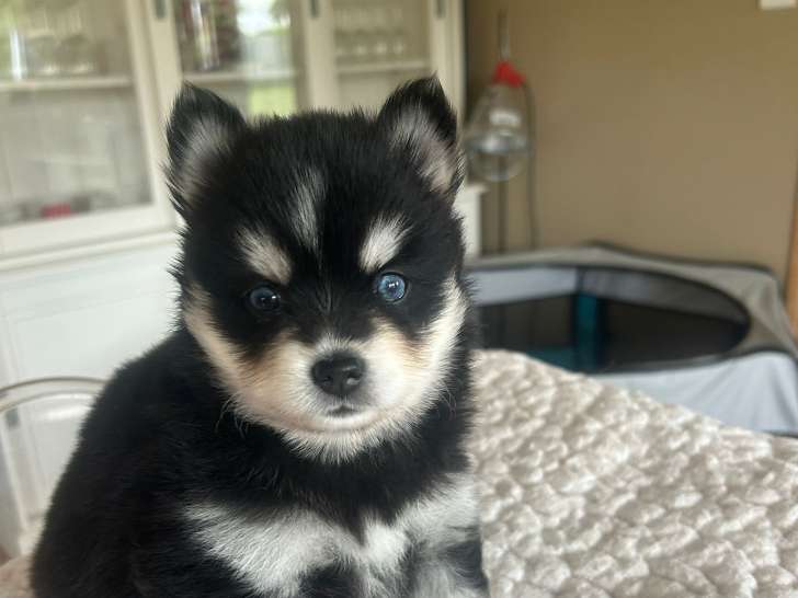 Aïka Pomsky girl