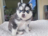 ARWEN femelle pomsky F3 Yeux bleus