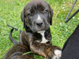 Chiots Cane Corso croisés Bouvier à vendre