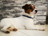 Chien adulte de race Jack Russell Mâle à donner
