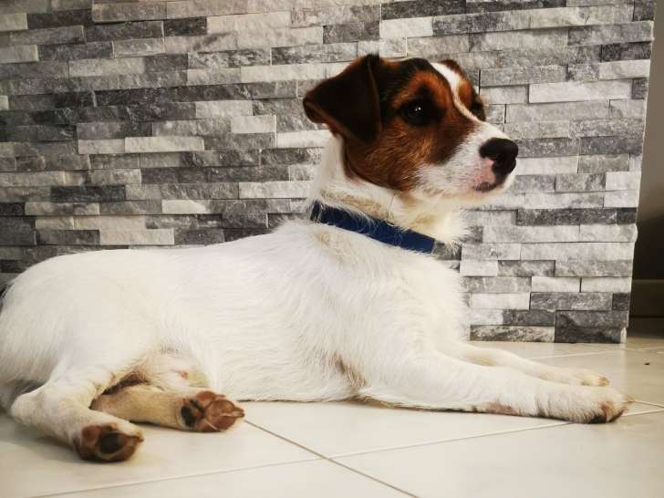 Chien adulte de race Jack Russell Mâle à donner