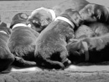 Chiots d'apparence Beauceron à vendre
