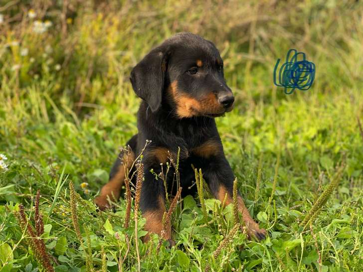 Chiots d'apparence Beauceron à vendre