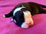 Chiots Bulldog Continental LOF à vendre