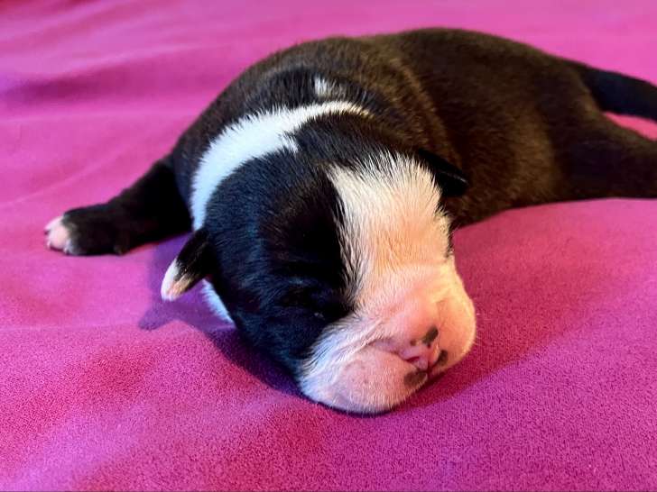 Chiots Bulldog Continental LOF à vendre
