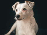Handy, adorable Jack Russel à l'adoption
