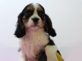 Adorables chiots Cavalier King Charles à vendre