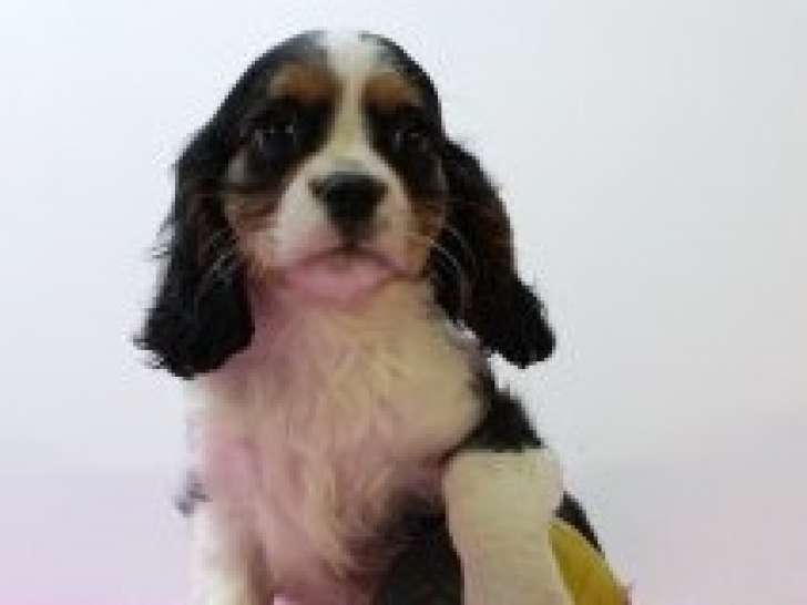 Adorables chiots Cavalier King Charles à vendre
