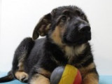 Beaux chiots Berger Allemand à vendre