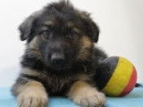 Beaux chiots Berger Allemand à vendre