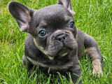 Magnifique chiots Bouledogues Français exotiques à vendre