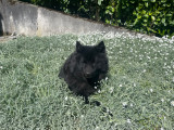 Cherche Eurasier mâle avec pedigree pour saillie
