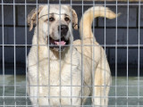 Pumba, magnifique Mâtin Espagnol de 5 ans à adopter