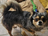 Chien adulte de type Chihuahua Mâle à vendre