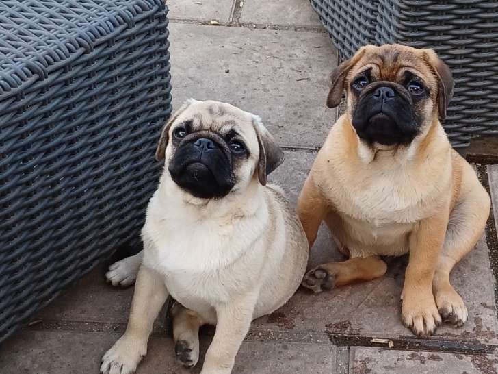 Chiots Carlin avec masque noir à vendre
