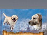 Mâle Labrador sable disponible pour saillie
