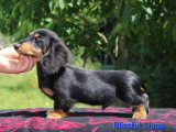 Chiot Teckel kaninchen à poil long avec pedigree à vendre