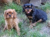 3 magnifiques chiots Cavalier King Charles à vendre
